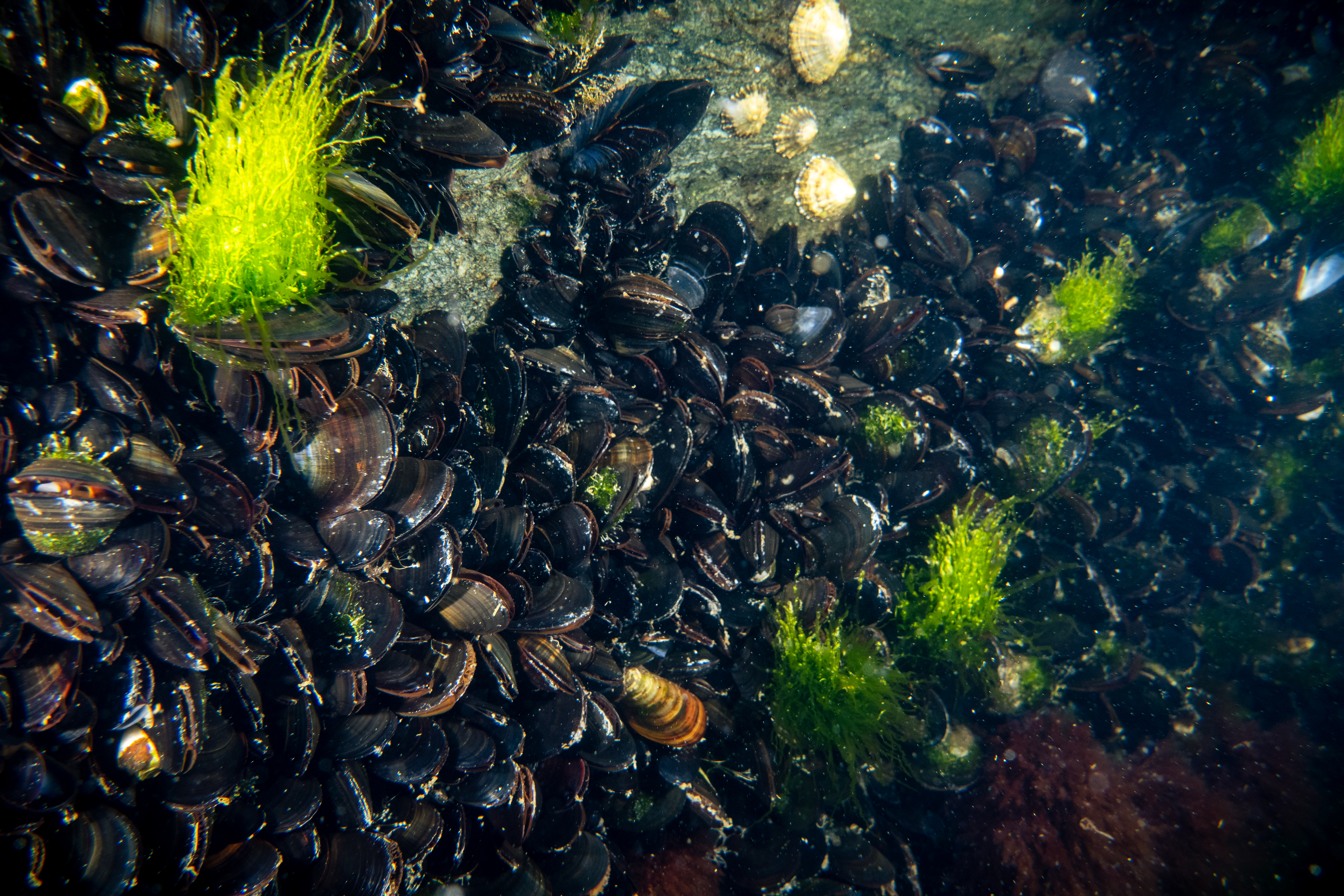 blåskjell under vann