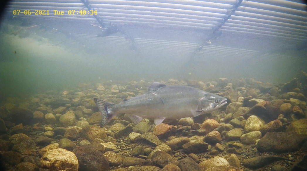 undervannsfoto av en pukkellaks