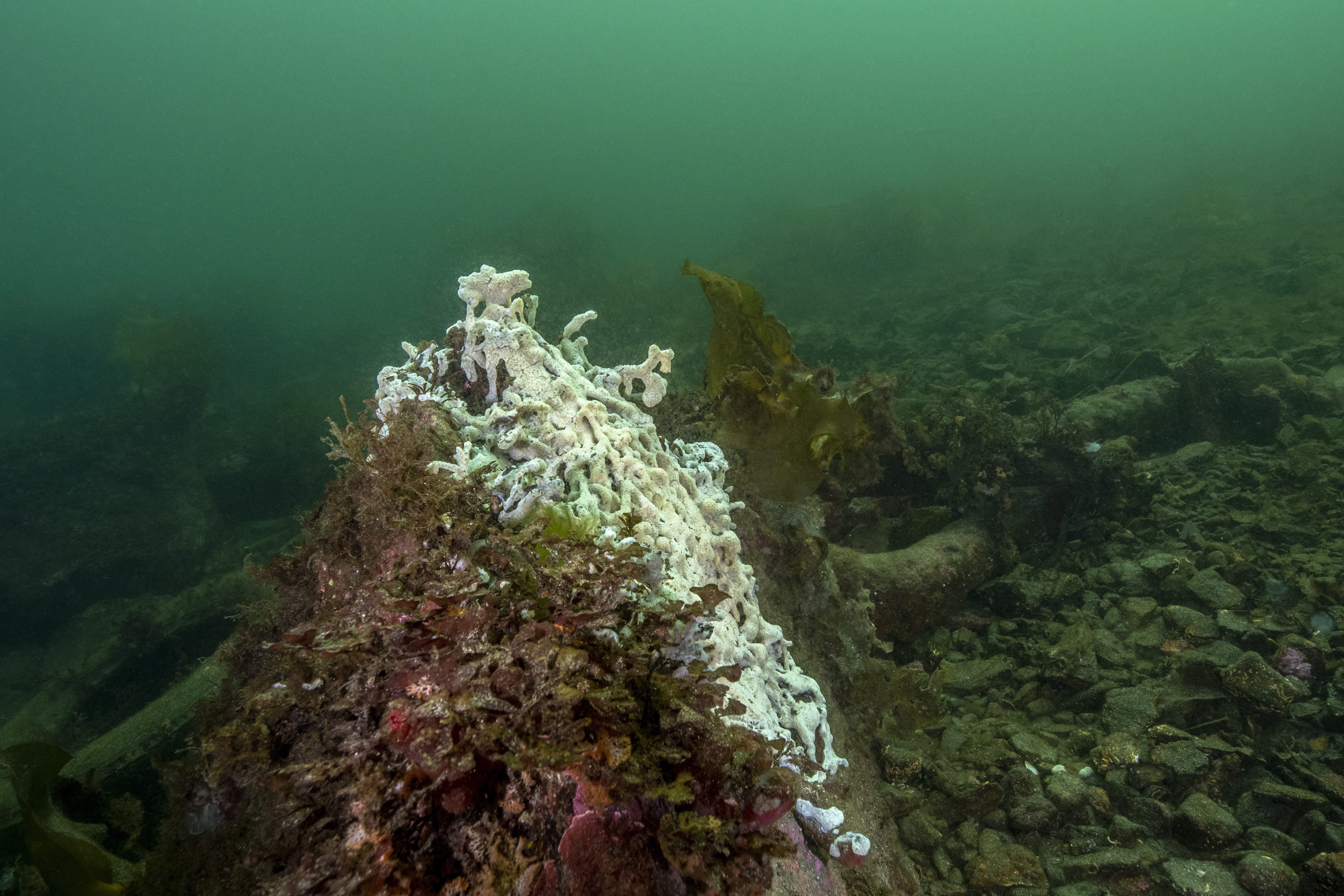 Hvitt svamplignende havnespy på sjøbunnen