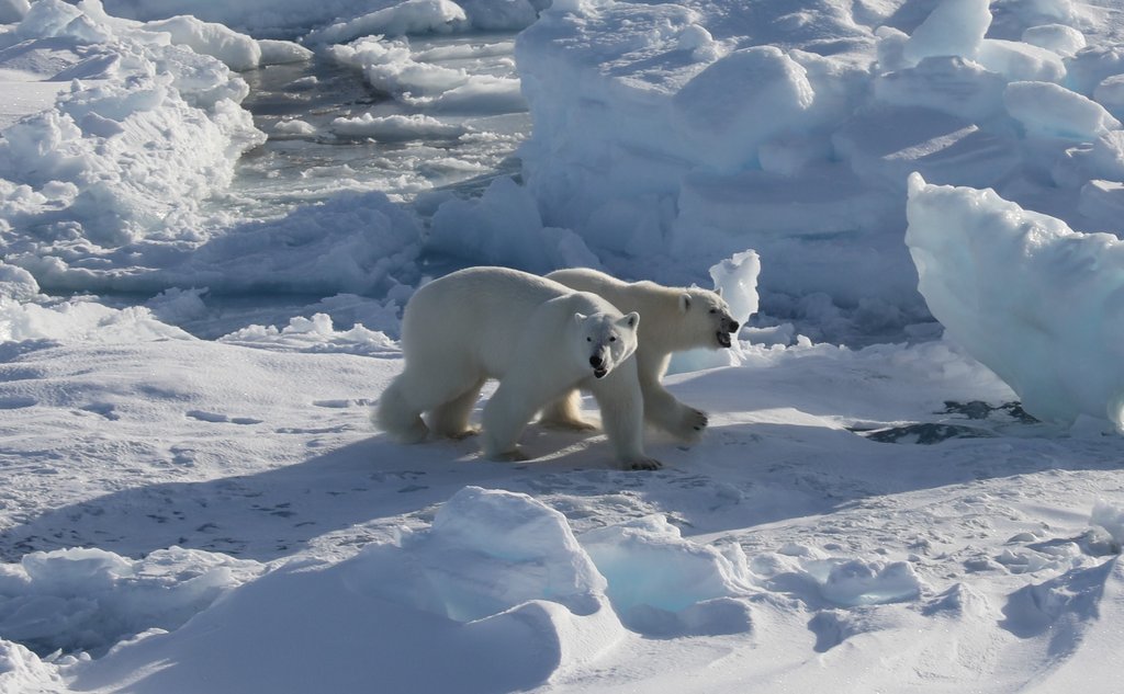 to isbjørner på et flak