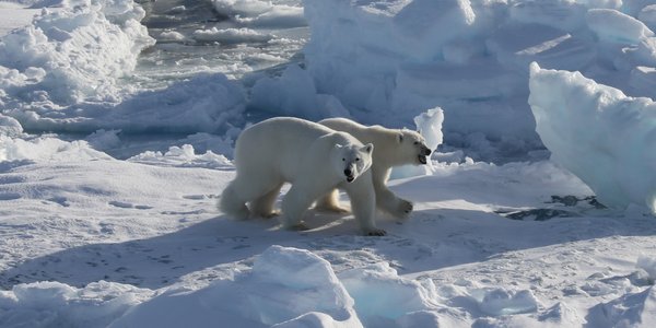 

to isbjørner på et flak