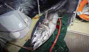 foto av fisk på dørken av båt