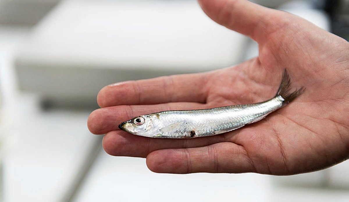 
foto av en liten fisk i en hånd