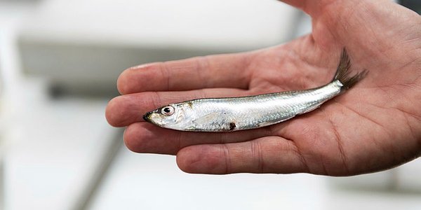 

foto av en liten fisk i en hånd