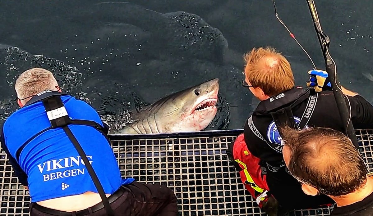 
tre menn lener seg over ripa på båten for å holde fast en hai med blottede tenner som er i vannet
