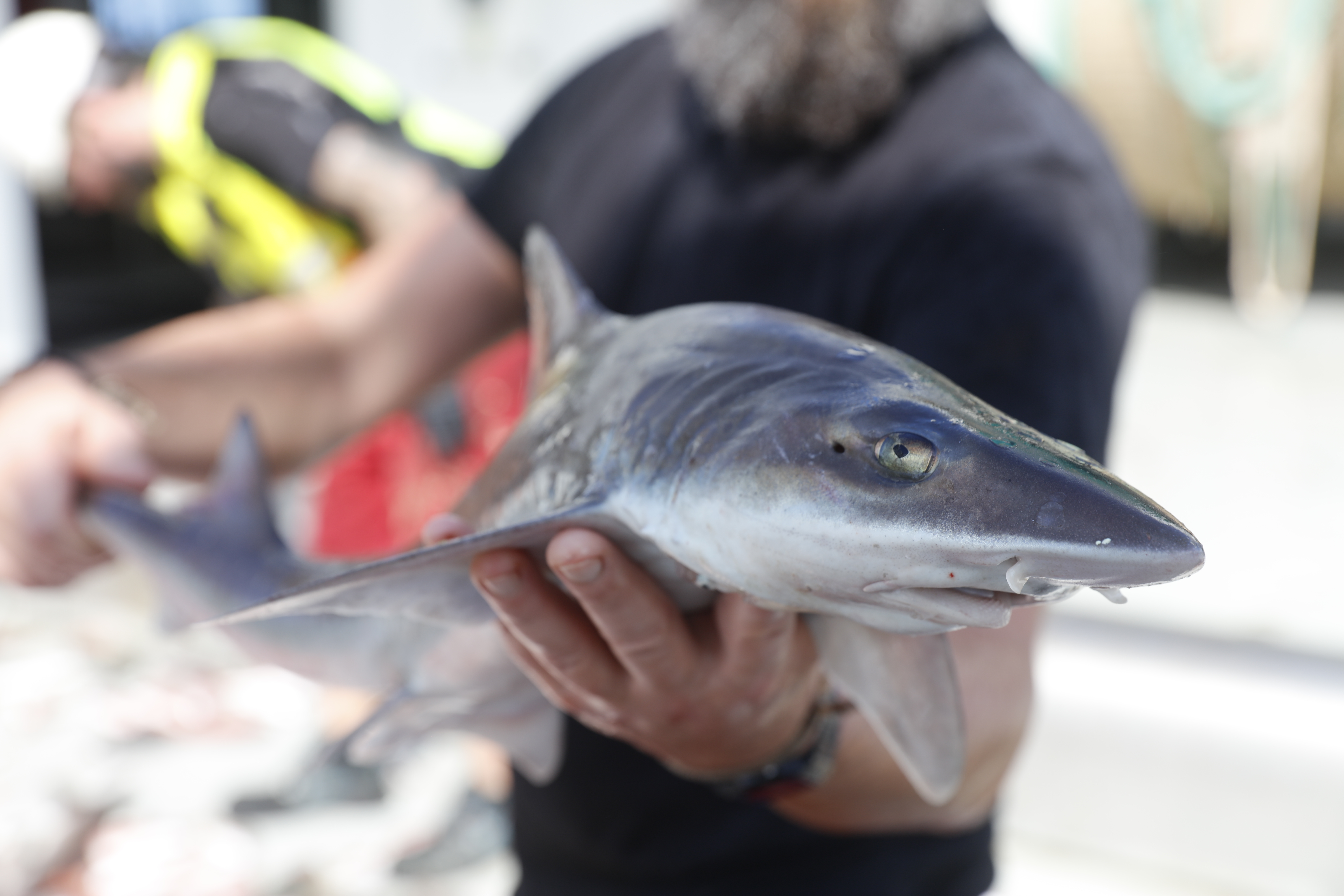 En hai holdes i hånden til en person med svart t-skjorte.