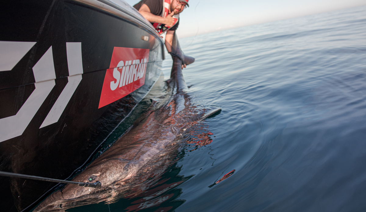 
Fritidsfiske håkjerring