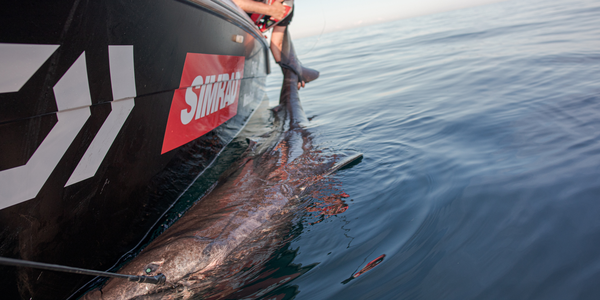 

Fritidsfiske håkjerring