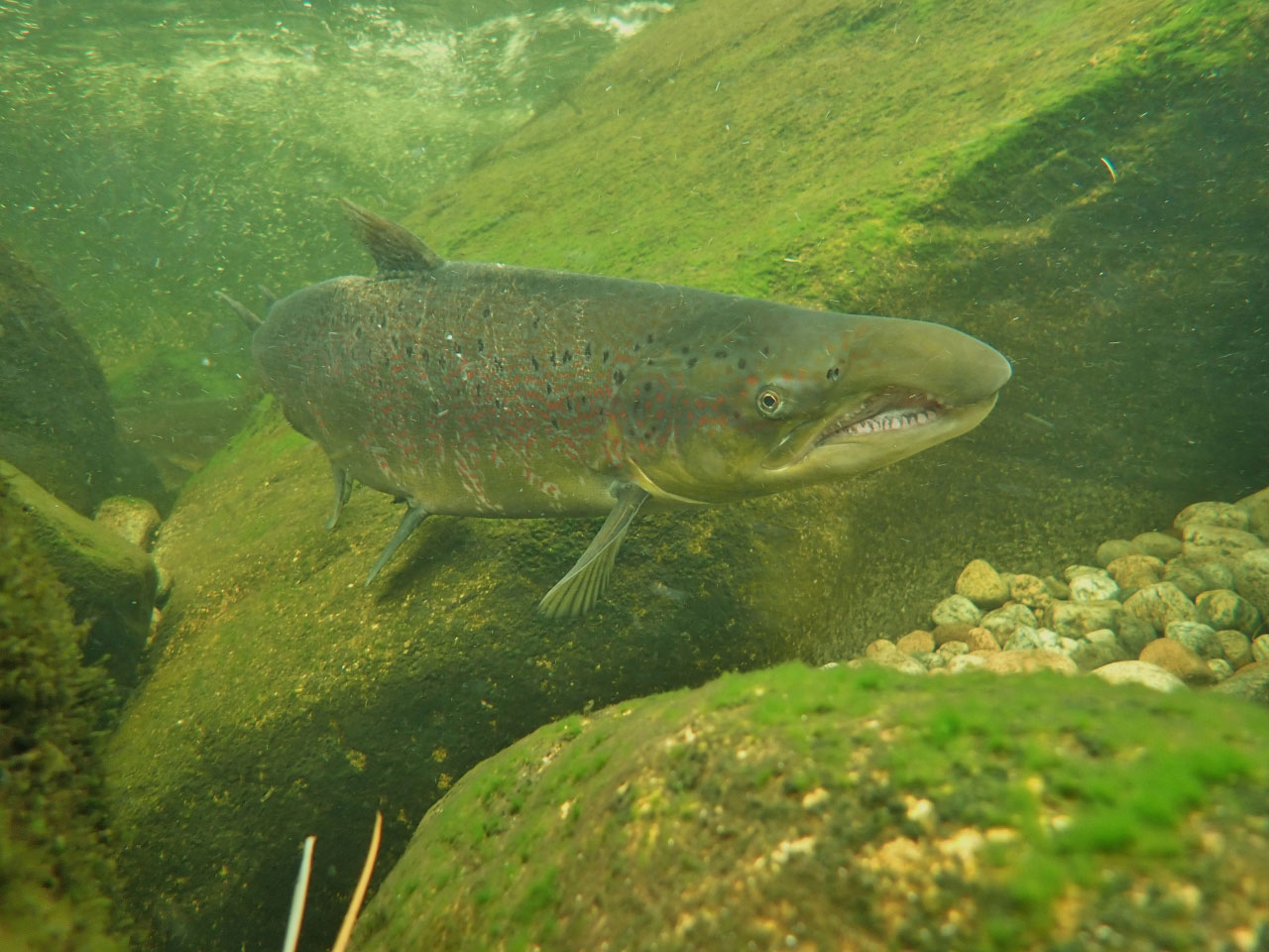 Bilde av en kjønnsmoden hannlaks i en elv.