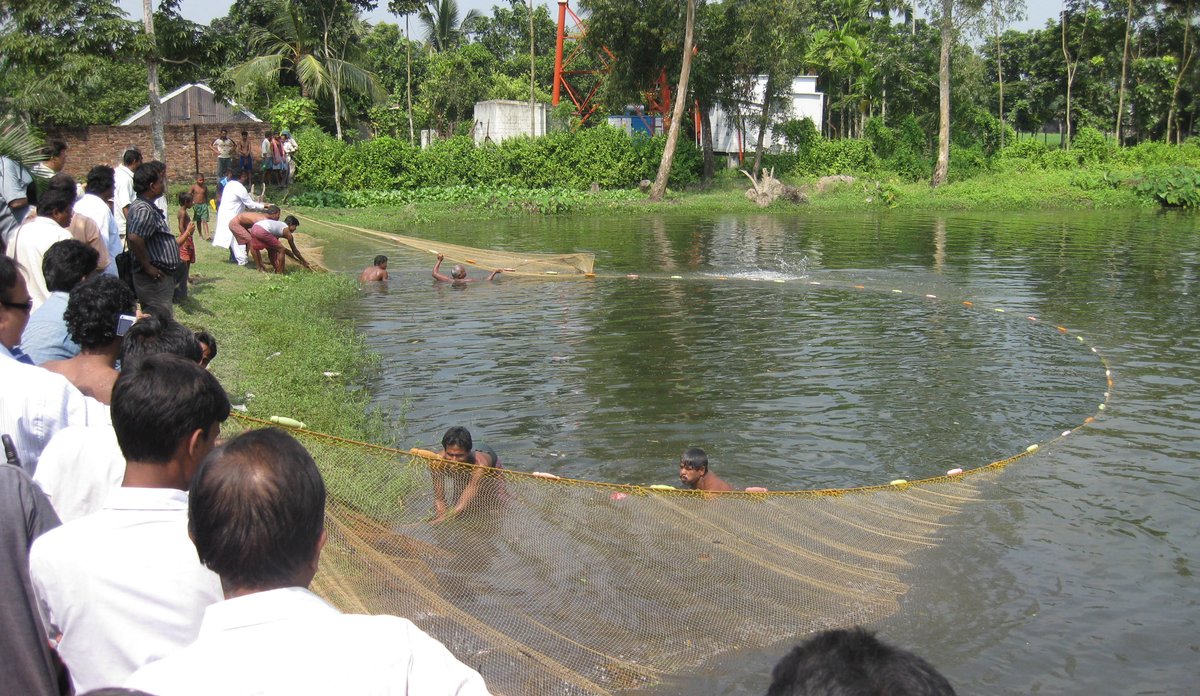 
indere som samler inn oppdrettsfisk med en not fra strandbredden