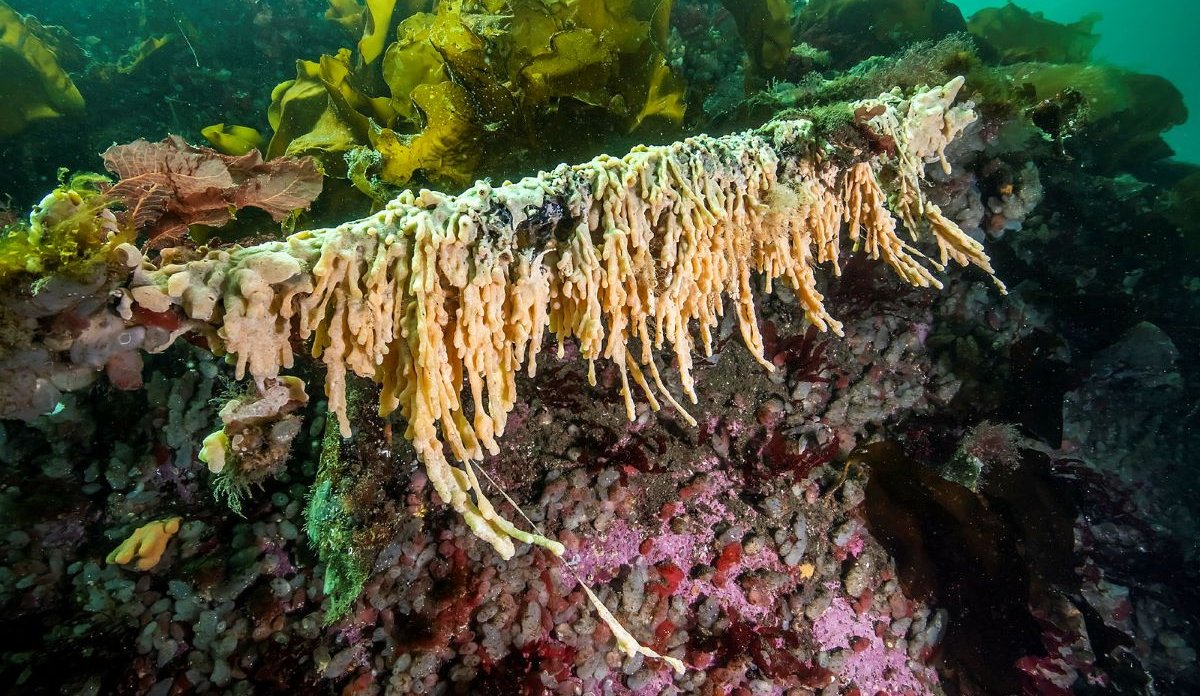 
Havnespy Didemnum vexillum  Foto Erling Svensen