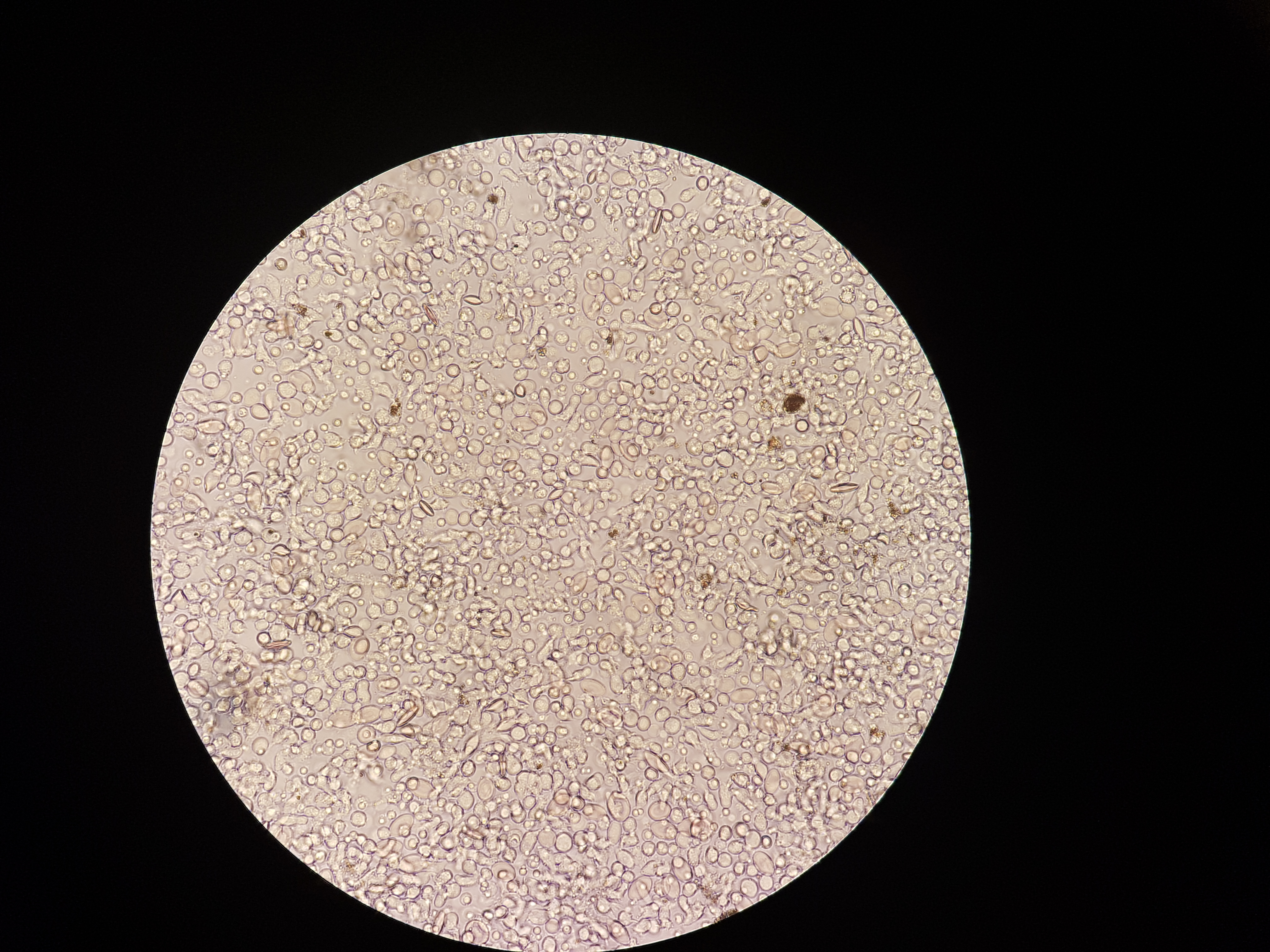 Mange små hodenyreceller i en lyserosa sirkel omgitt av svart.