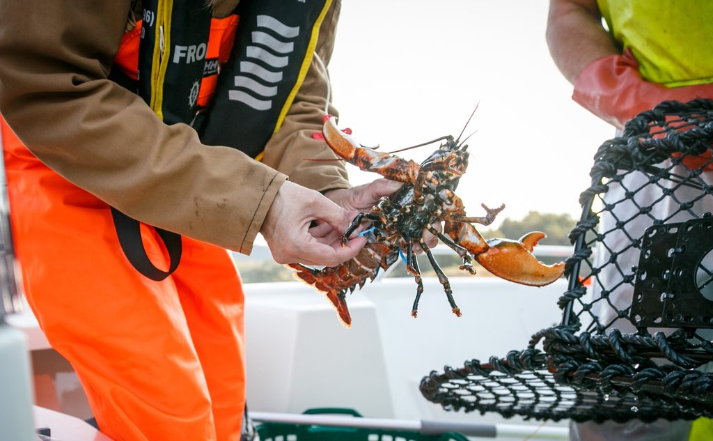Bilde av en hummer som er hentet ut av en forskningsteine.