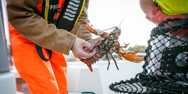 

Bilde av en hummer som er hentet ut av en forskningsteine.