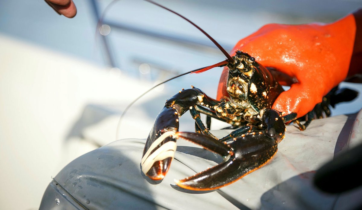 
Bilde av en hummer med strikk rundt klørne.