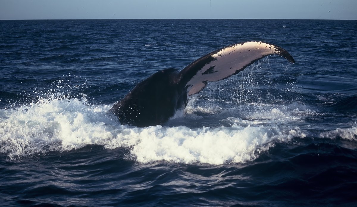 
A baleen whale before a dive
