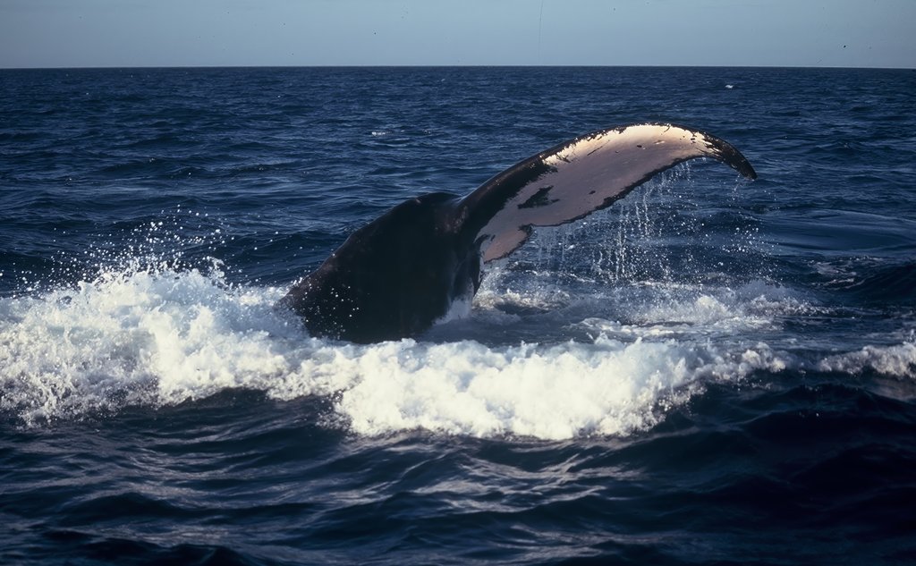 A baleen whale before a dive