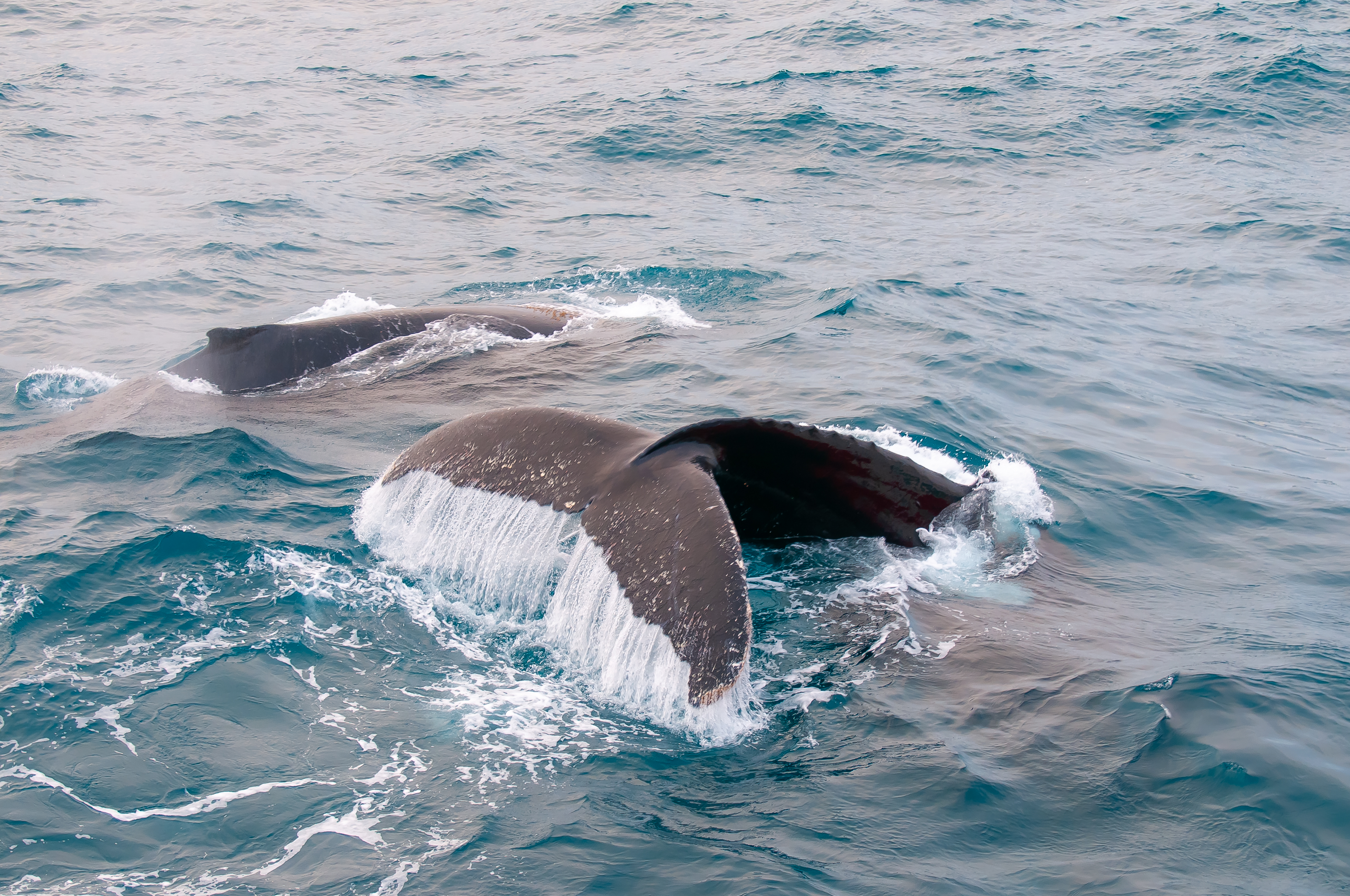 to hvalfinner stikker opp av havet