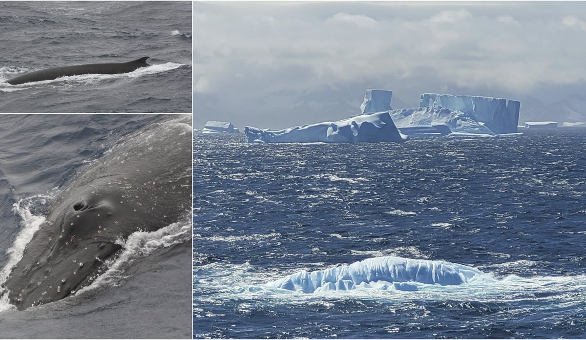 
Hvaleldorado i Antarktis 169