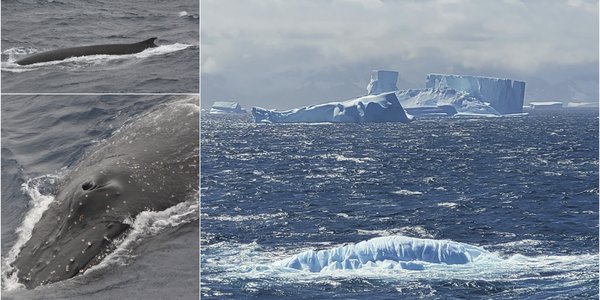 

Hvaleldorado i Antarktis 169