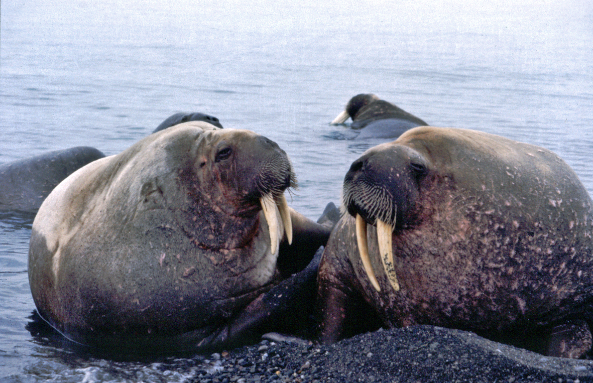 to hvalrosser ser mot hverandre 