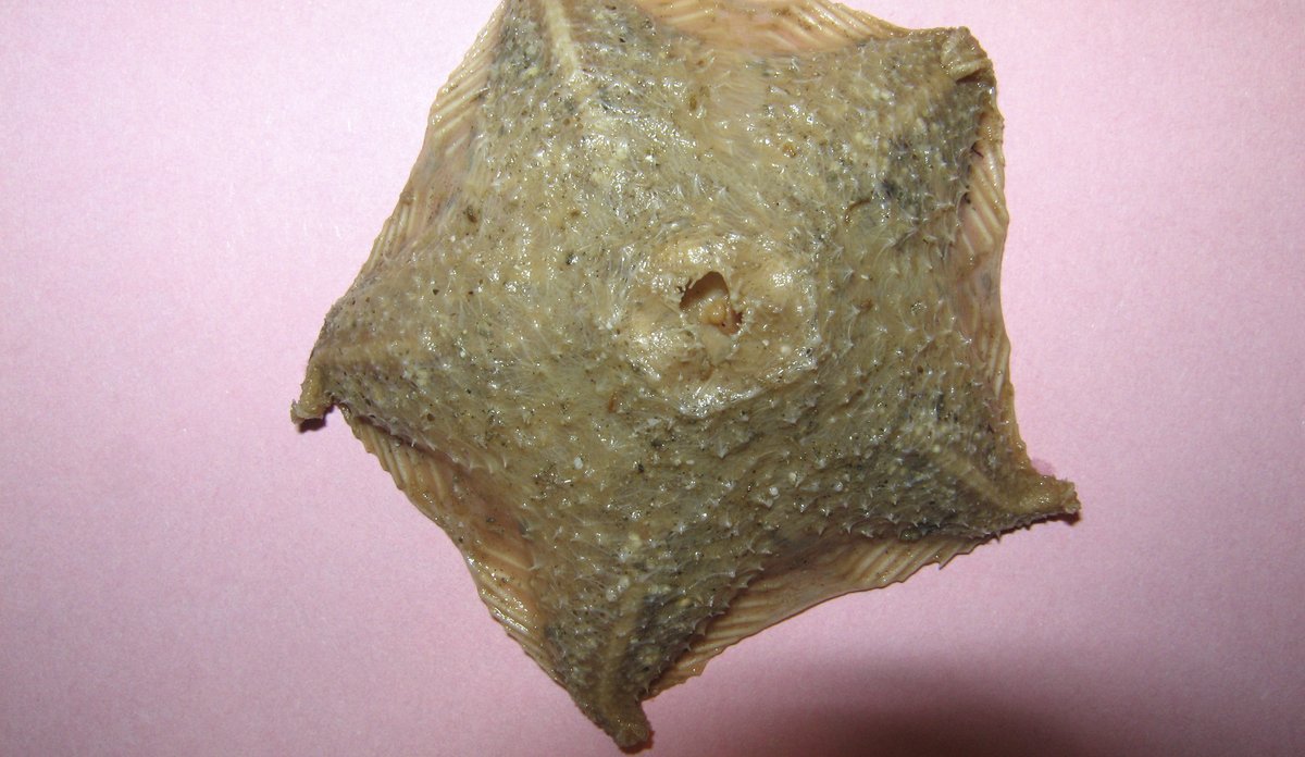 Sjøstjerne med vulkan-lignende form.