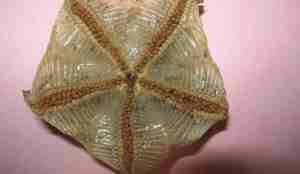 Undersiden er glatt og klumpete.