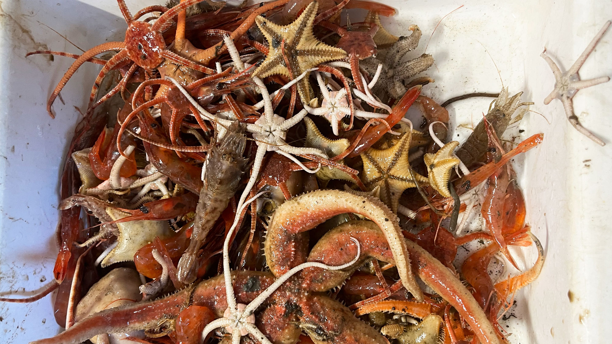 Bildet av reker og sjøstjerner i ulike rødnyanser som ligger oppe i et kar.