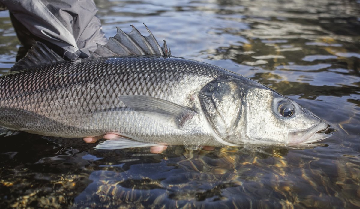 
foto av en hånd som holder en fisk så vidt opp av vannet