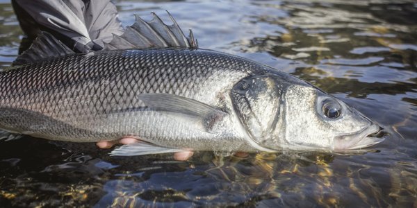 

foto av en hånd som holder en fisk så vidt opp av vannet