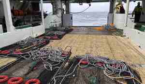 foto av teiner på dekk