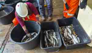 foto av fisk i stamper på dekk