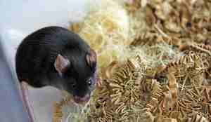 IMG 5895 Seksjon sjømat i modellsystem