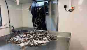 Fisk som renner inn på stålbord