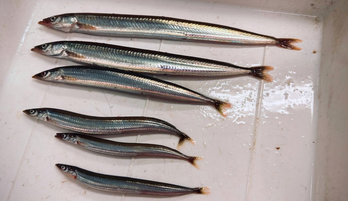 bilde av seks fisker som ligger i et brett