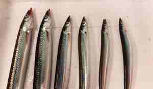 foto av fisker ved siden av hverandre