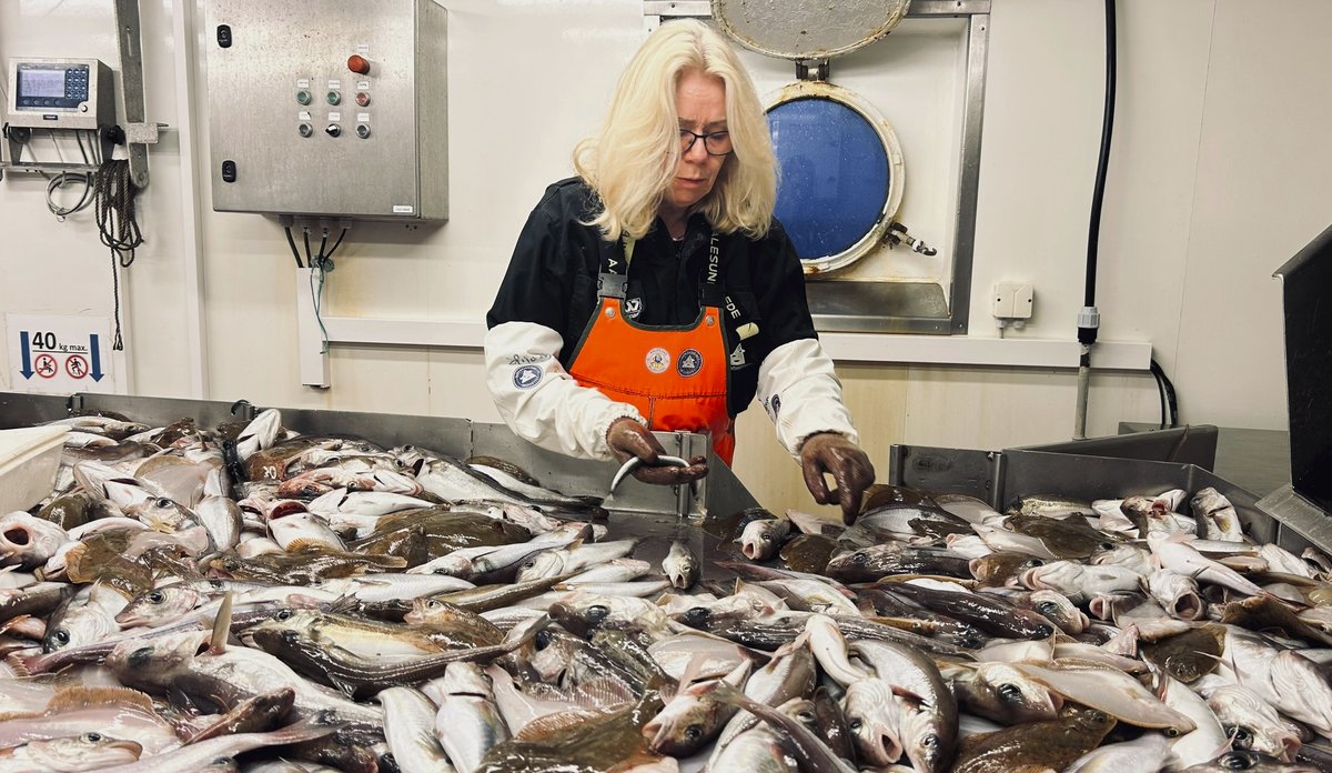 foto av kvinne som stor over sorteringsbord fullt med fisk om bord i båt