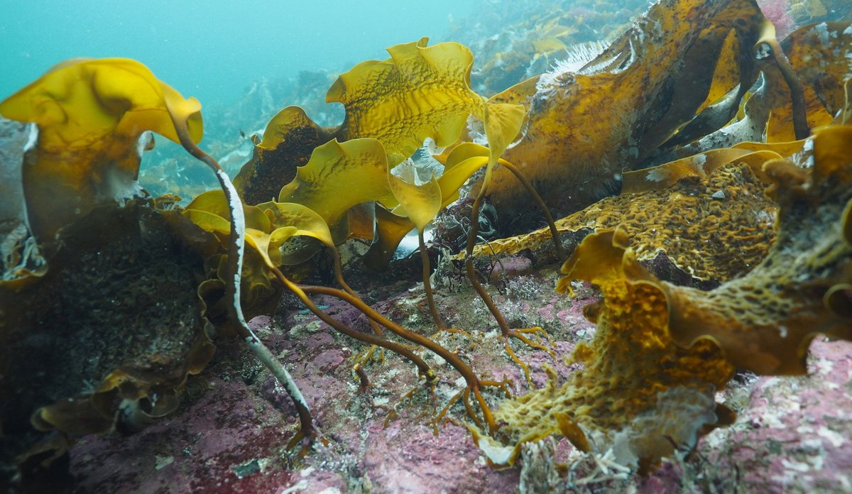 
Sukkertare under vatn