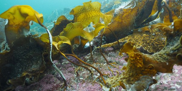 

Sukkertare under vatn