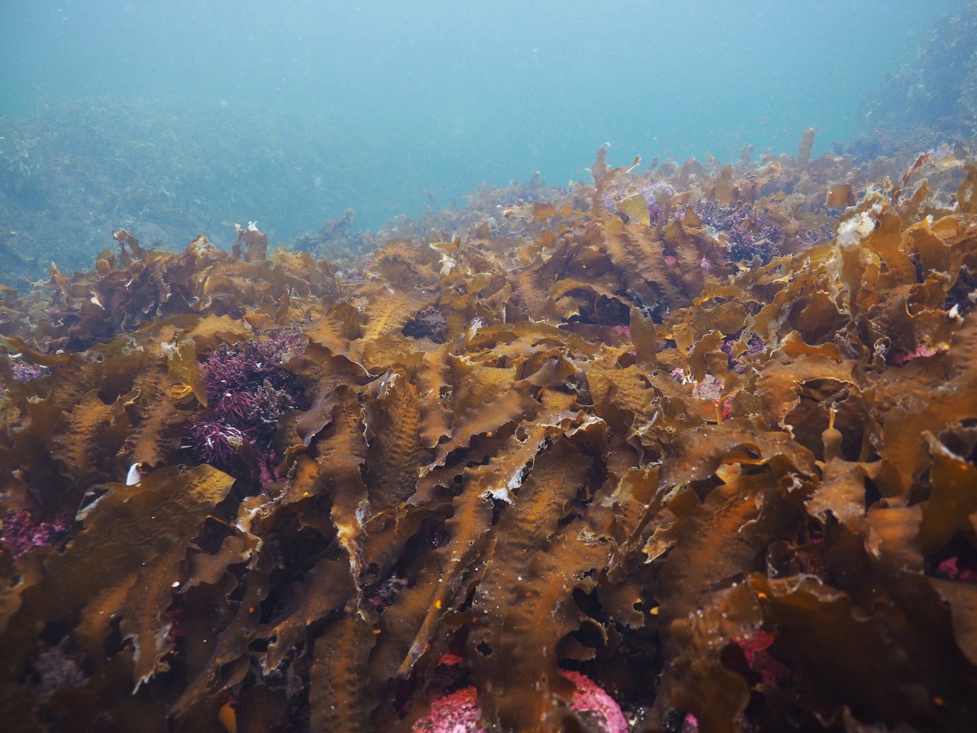 Sukkertare under vann