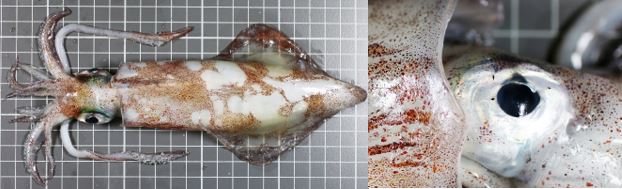 foto av en blekksprut som ligger på et bord