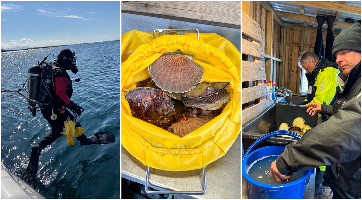 kollasj som viser en dykker som hopper ut i sjøen, en dykkerpose med kamskjel og to menn som undersøker kamskjellene ved en benk