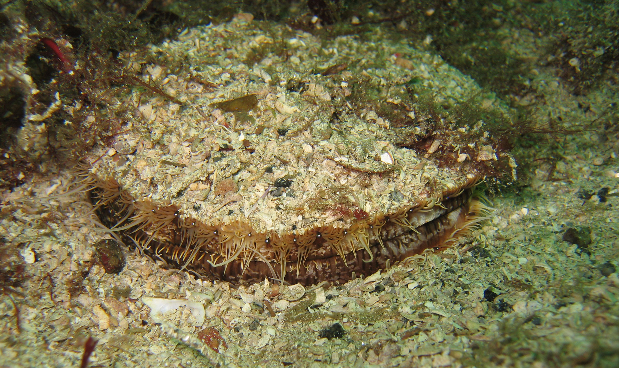 Great scallop. Photo: Øivind Strand / IMR