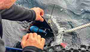 foto av forsker med dingser på haifinne i vann