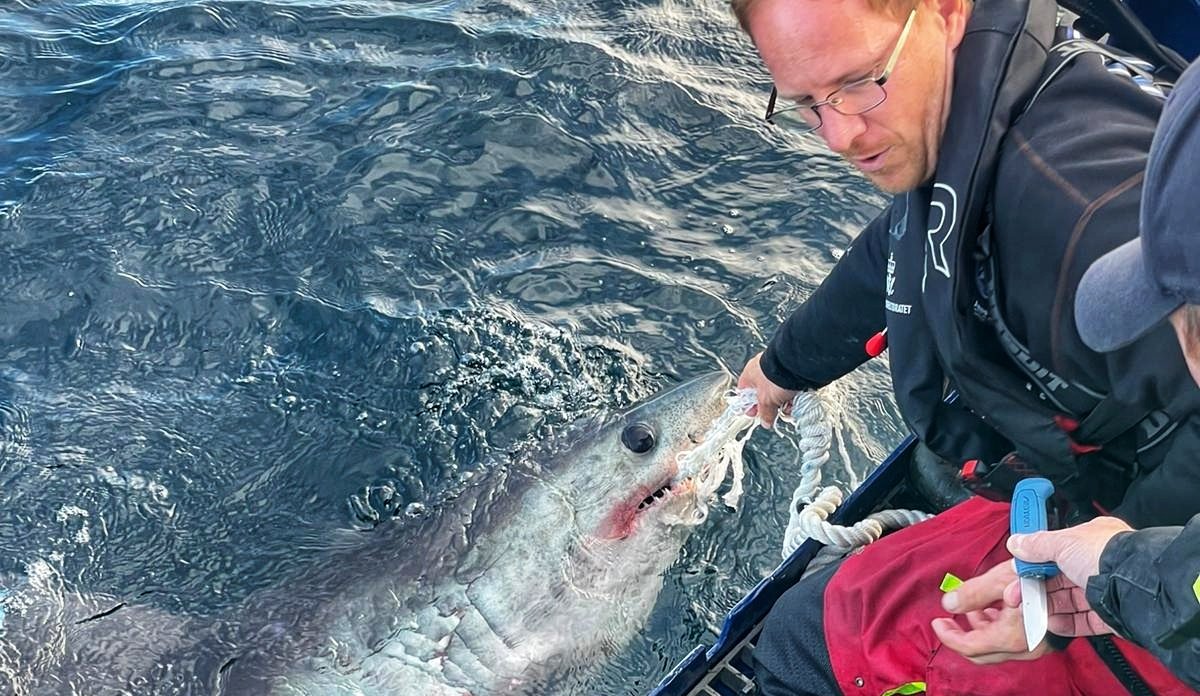 foto av mann som holder hai i vann