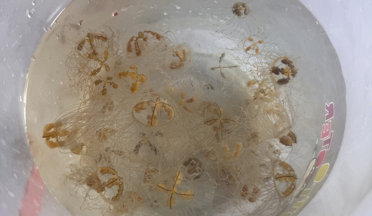 
Mange små klamremaneter i en bøtte