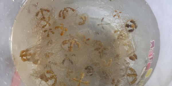 

Mange små klamremaneter i en bøtte