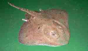 Skate ligger flat på dekk