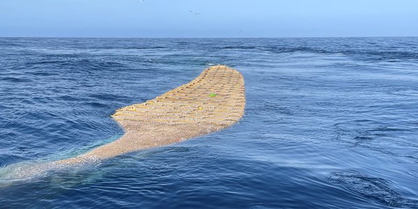 

A trawl with blue whiting