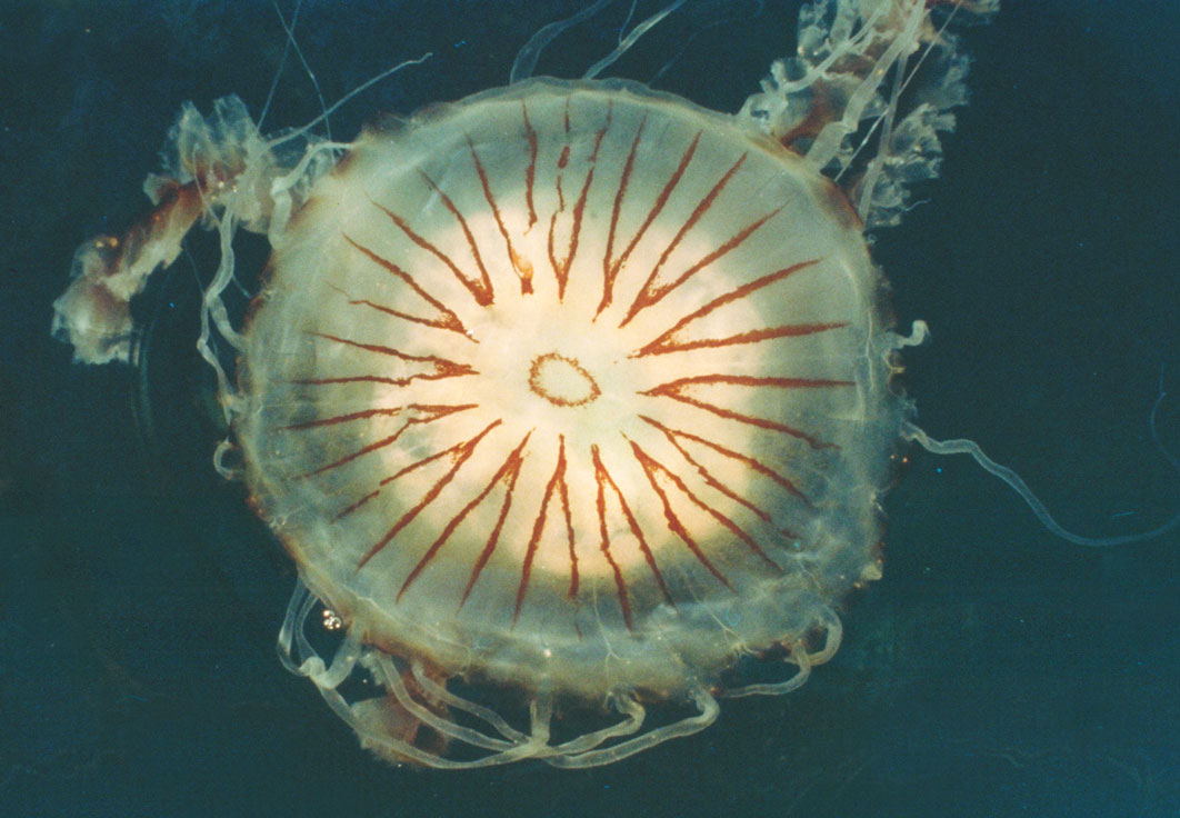 en manet med brune striper som ligner en kompassrose